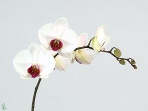 ORCHID. PHALAENOPSIS RED LIPS .X10